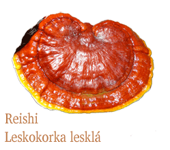Reishi - Leskokorka lesklá podporuje imunitu, cévní systém. Tradiční čínská houba.léčebná houba