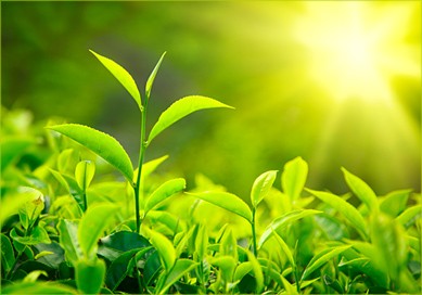 Extrakt ze zeleného čaje s vysokým obsahem katechinů a EGCG