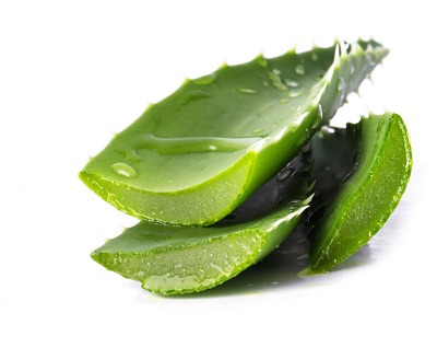 Aloe vera patří k nejuniverzálnějším bylinám