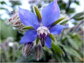 Brutnák - Borago - krásná květinka s léčivými účinky