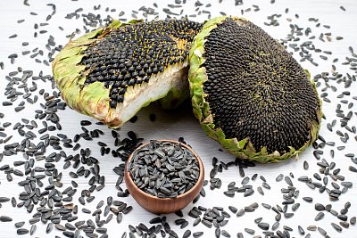 Slunečnicová semínka obsahují vitamín E, velmi silný antioxidat