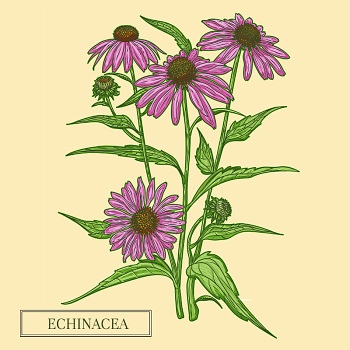 Echinacea na podporu imunity