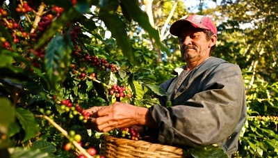 Prvotřídní kávu pro Vás sbírají farmáři ze zemědělského družstva Kagera