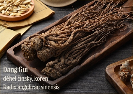 Dang Gui - děhel čínský, kořen - Radix angelicae sinensis