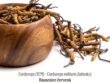 Cordyceps (TCM) - Cordyceps militaris (latinsky) Housenice červená