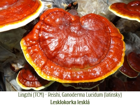 Lingzhi (TCM) - Reishi, Ganoderma Lucidum (latinsky) Lesklokorka lesklá