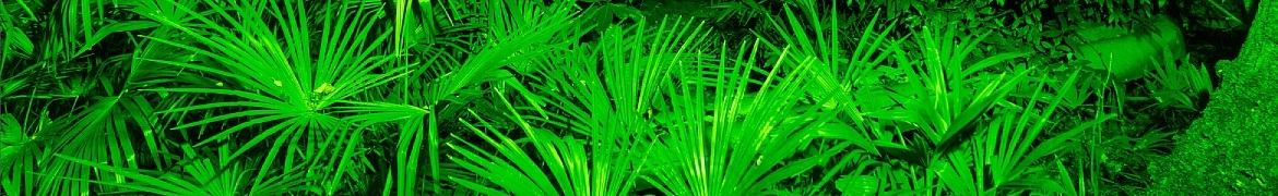 Saw palmetto volně rostoucí v hlubokém lese (foceno v noci)