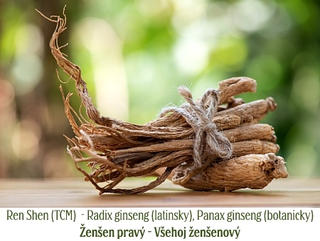 Ren Shen (TCM)  - Radix ginseng (latinsky), Panax ginseng (botanicky) Ženšen pravý - Všehoj ženšenový