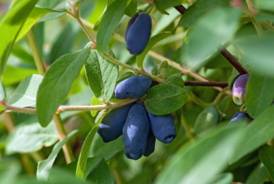 Tmavě modrá až tmavě červená šťáva ze Zimolezu modrého chutná intenzivně ovocně a kysele.